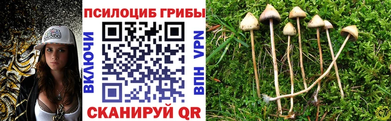 omg ссылка  как найти закладки  Михайловка  Псилоцибиновые грибы Psilocybe 